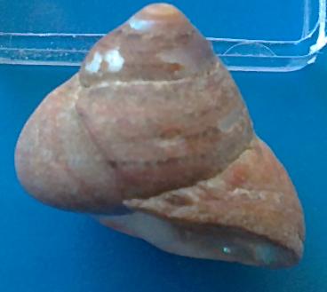 Gibbula adriatica?
